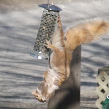 squirrel feeder 1