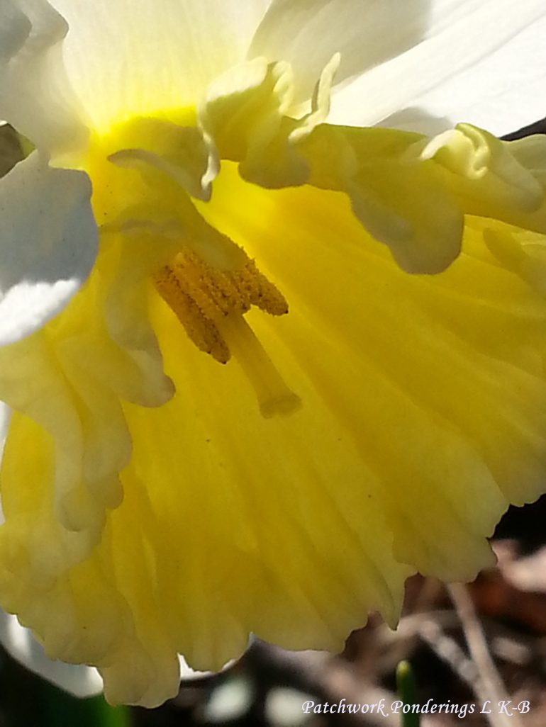 first daffodil (2)